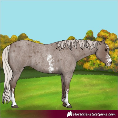 Horse Color:Silver Blue Roan Sabino 