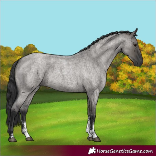 Horse Color:Grullo Roan Sabino Rabicano 