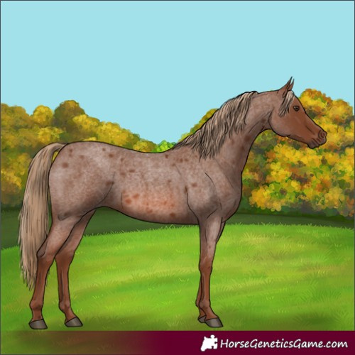 Horse Color:Red Roan 