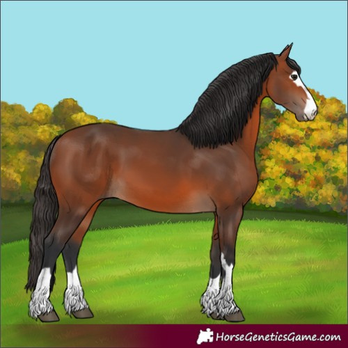 Horse Color:Unknown