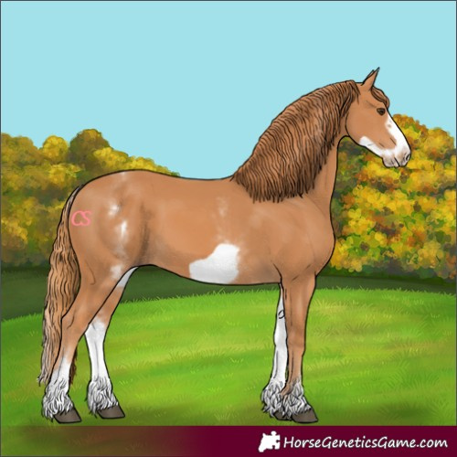 Horse Color:White Spotted Chestnut Frame 