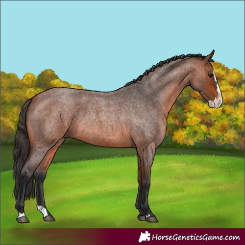 Horse Color:Bay Roan Splash 