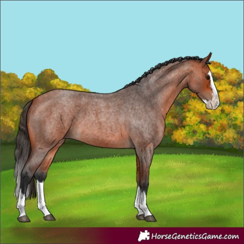 Horse Color:Bay Roan Splash