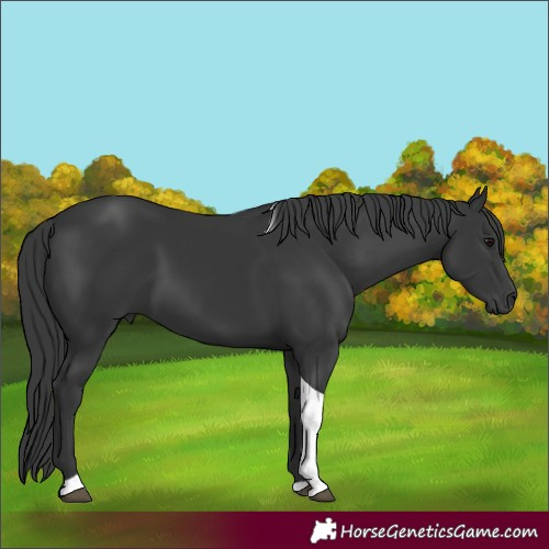 Horse Color:Black Tobiano Rabicano 