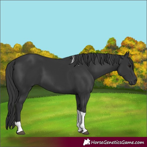 Horse Color:Black Tobiano Rabicano