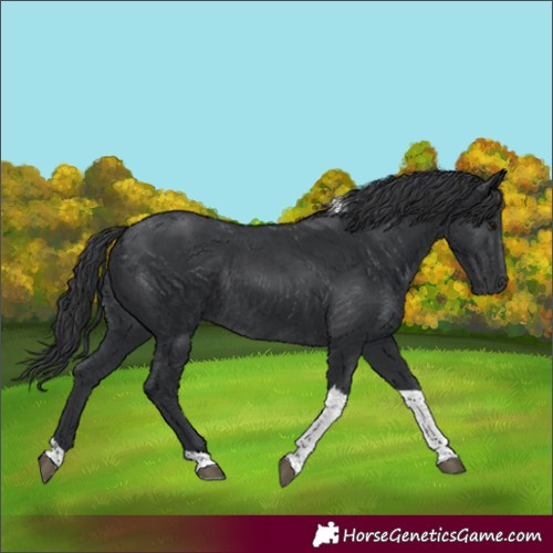 Horse Color:Black Tobiano Rabicano 