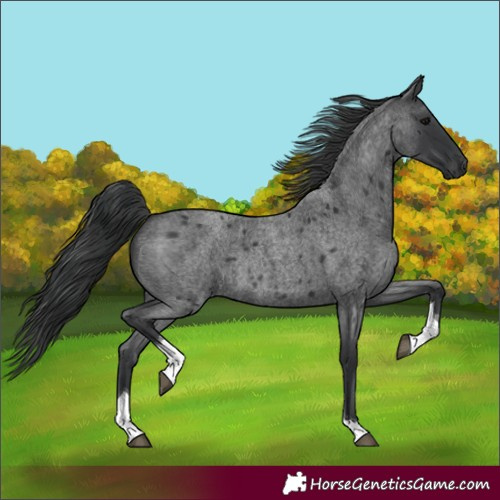 Horse Color:Blue Roan Tobiano Rabicano 