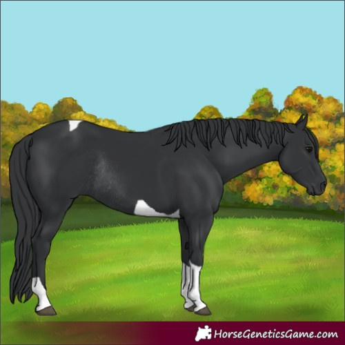 Horse Color:Black Tobiano Rabicano 