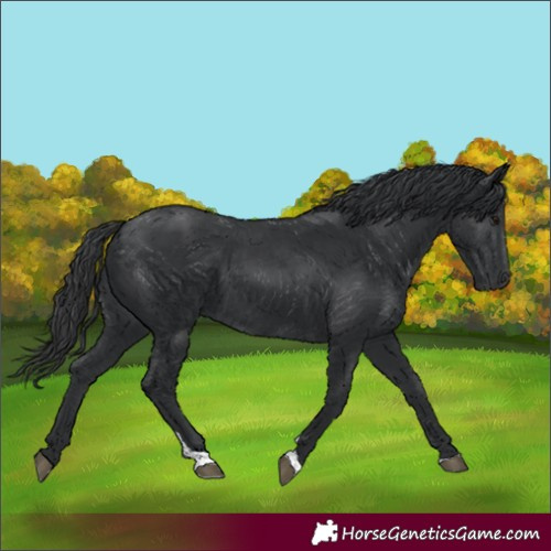 Horse Color:Black Tobiano Rabicano 