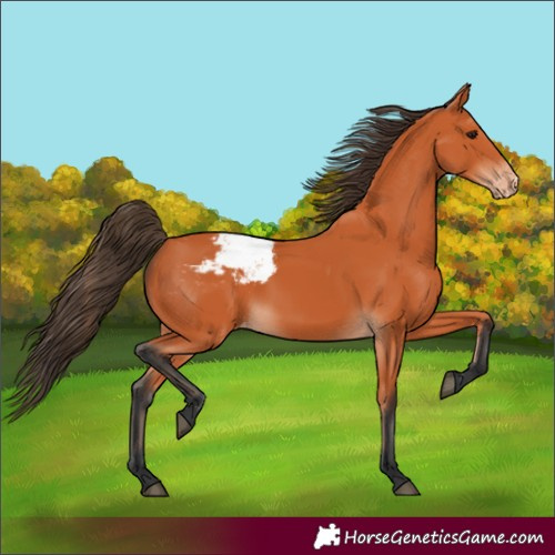Horse Color:Bay Snowcap