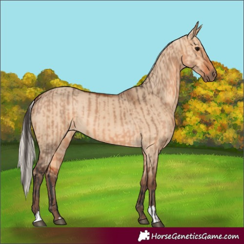 Horse Color:Bay Dun  and Silver Bay Dun 