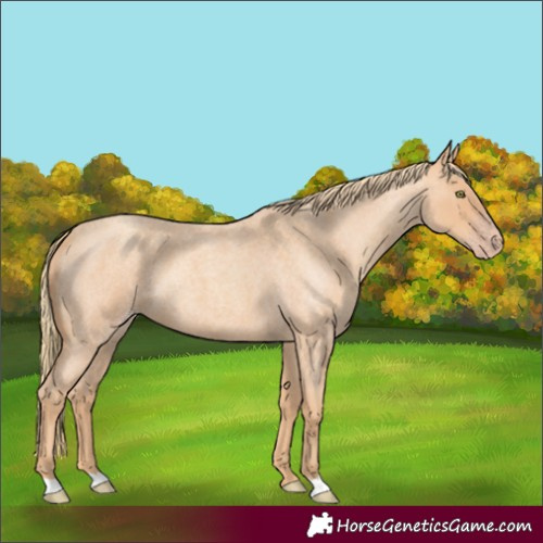 Horse Color:Gold Champagne Roan 