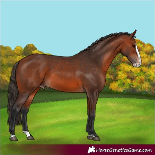 Horse Color:Bay Splash Varnish 