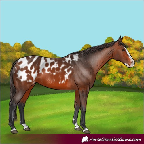 Horse Color:Bay Splash Blanket 