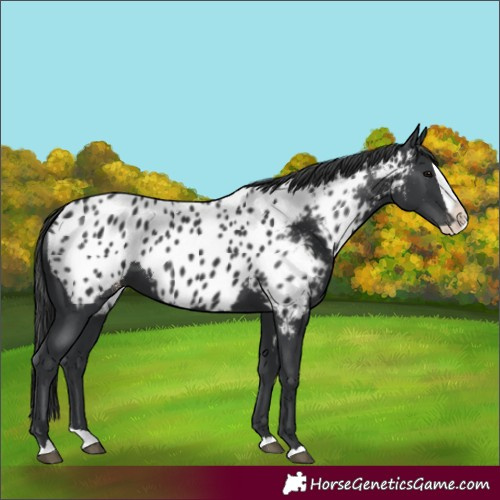 Horse Color:Black Splash Appaloosa 