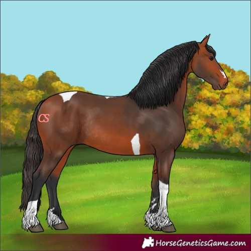 Horse Color:Bay Tobiano Rabicano 