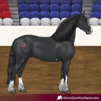 Horse Color:Black 