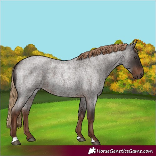 Horse Color:Liver Red Roan 