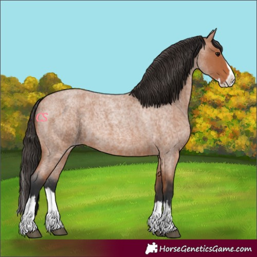 Horse Color:Bay Roan Splash 