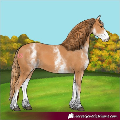 Horse Color:White Spotted Chestnut 