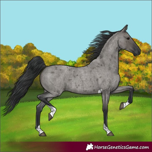 Horse Color:Grullo Roan Tobiano