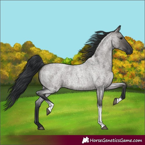 Horse Color:Grullo Roan Tobiano