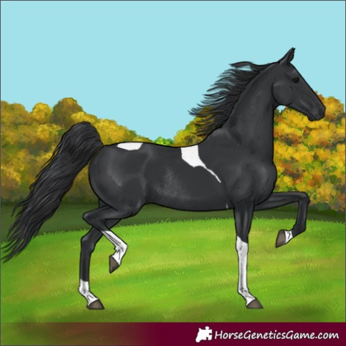 Horse Color:Black Tobiano Rabicano 