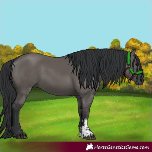 Horse Color:Grullo Sabino Rabicano