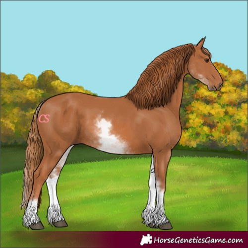 Horse Color:White Spotted Chestnut 