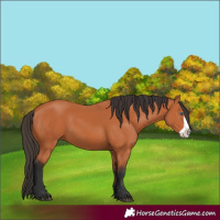 Horse Color:Bay Frame 