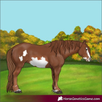 Horse Color:Chestnut Frame 
