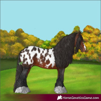 Horse Color:Brown Appaloosa 