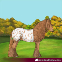 Horse Color:Chestnut Appaloosa 