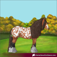 Horse Color:Bay Near Leopard 