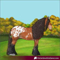 Horse Color:Bay Appaloosa 