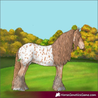 Horse Color:Chestnut Appaloosa