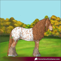 Horse Color:Chestnut Appaloosa