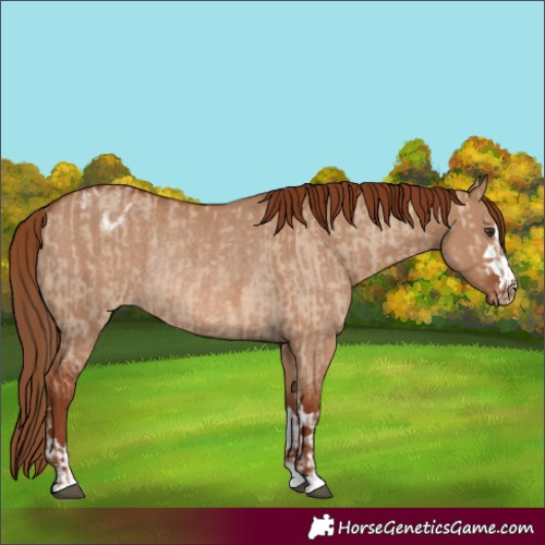 Horse Color:Red Dun Varnish  and Red Dun Varnish Rabicano 