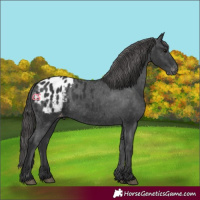 Horse Color:Black Appaloosa 