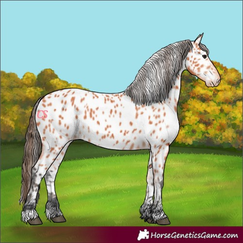 Horse Color:Bay Appaloosa 