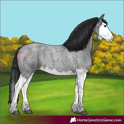 Horse Color:Blue Roan Splash 