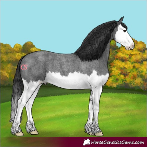 Horse Color:Blue Roan Splash 