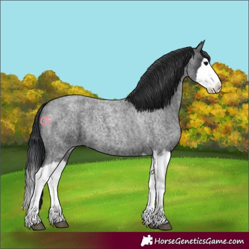 Horse Color:Blue Roan Splash 