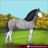Horse Color:Blue Roan Splash 