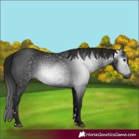 Horse Color:Gray Black 