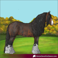 Horse Color:Black and Brown