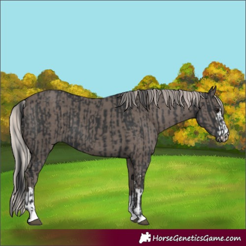 Horse Color:Black and Silver Black