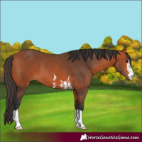 Horse Color:Bay Rabicano  and Bay 