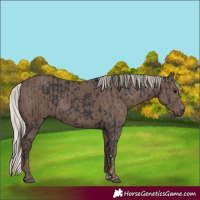Horse Color:Black  and Silver Black 