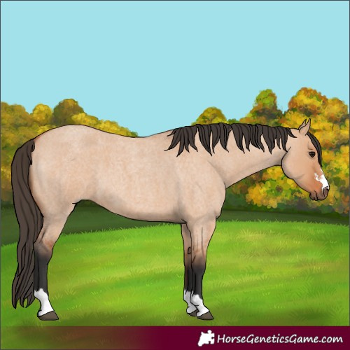 Horse Color:Bay Roan Dun 